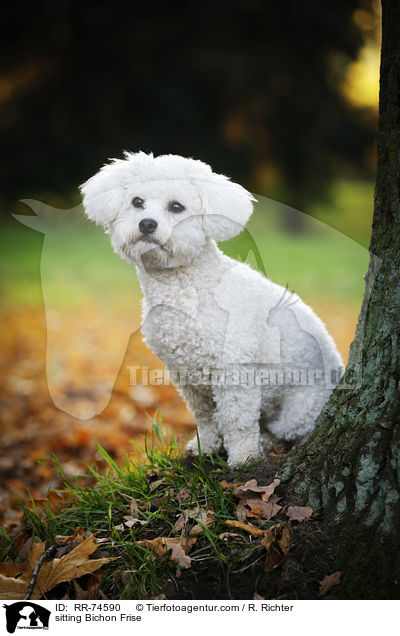 sitzender Bichon Frise / sitting Bichon Frise / RR-74590