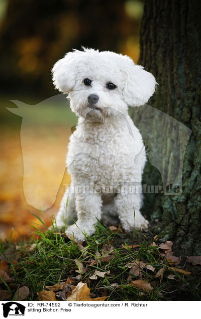 sitzender Bichon Frise / sitting Bichon Frise / RR-74592