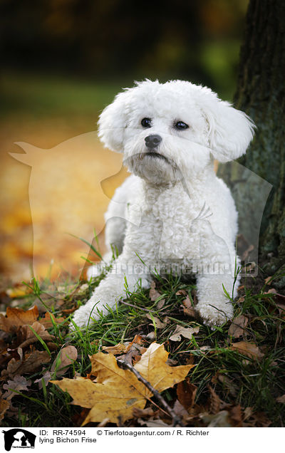 liegender Bichon Frise / lying Bichon Frise / RR-74594