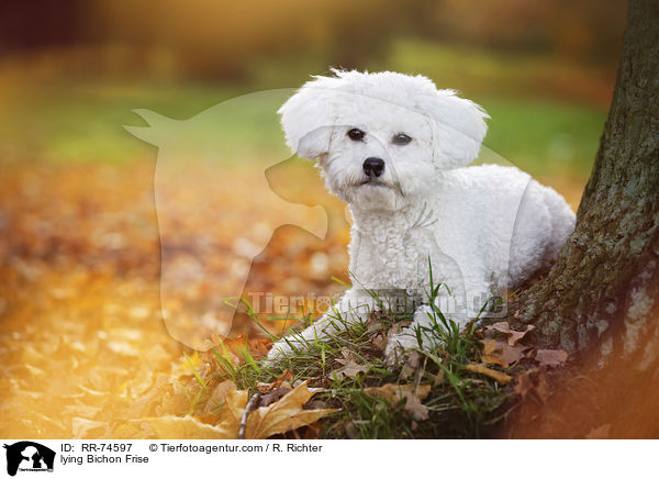 liegender Bichon Frise / lying Bichon Frise / RR-74597