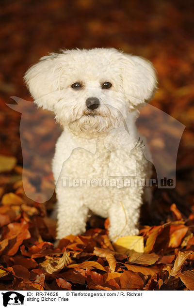 sitzender Bichon Frise / sitting Bichon Frise / RR-74628