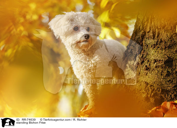 stehender Bichon Frise / standing Bichon Frise / RR-74639