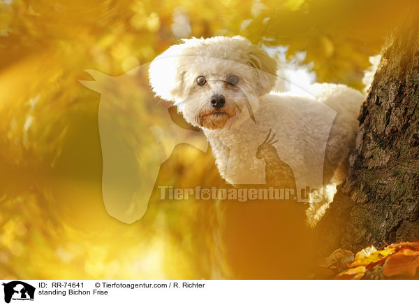 stehender Bichon Frise / standing Bichon Frise / RR-74641