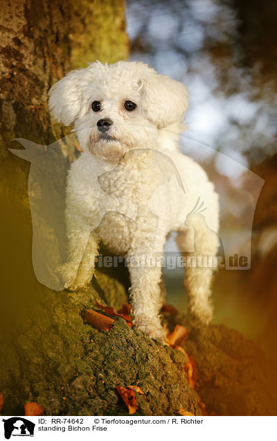 stehender Bichon Frise / standing Bichon Frise / RR-74642