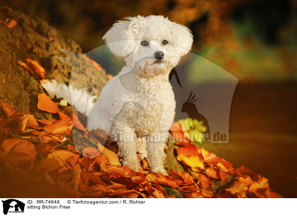 sitzender Bichon Frise / sitting Bichon Frise / RR-74648