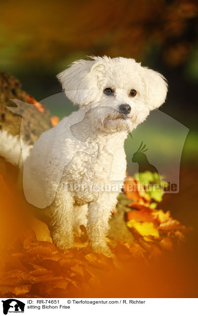 sitzender Bichon Frise / sitting Bichon Frise / RR-74651