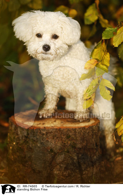 stehender Bichon Frise / standing Bichon Frise / RR-74665