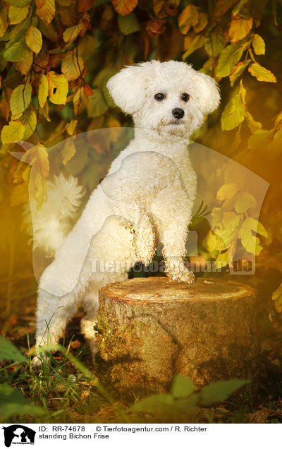 stehender Bichon Frise / standing Bichon Frise / RR-74678