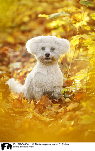 sitzender Bichon Frise / sitting Bichon Frise / RR-74684