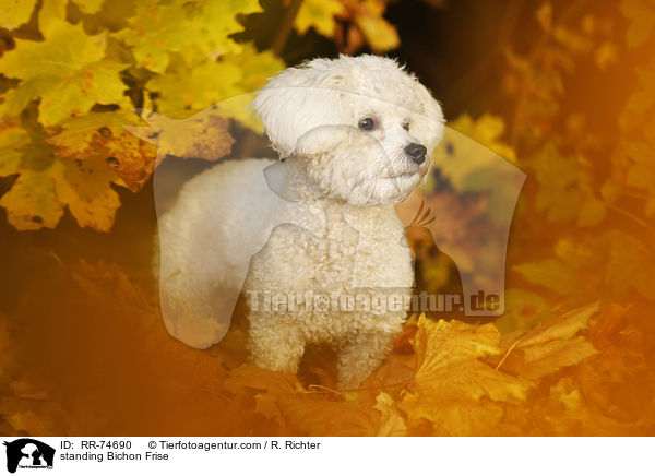 stehender Bichon Frise / standing Bichon Frise / RR-74690