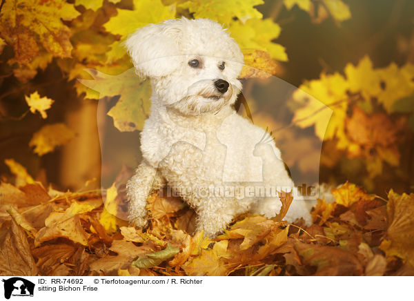 sitzender Bichon Frise / sitting Bichon Frise / RR-74692