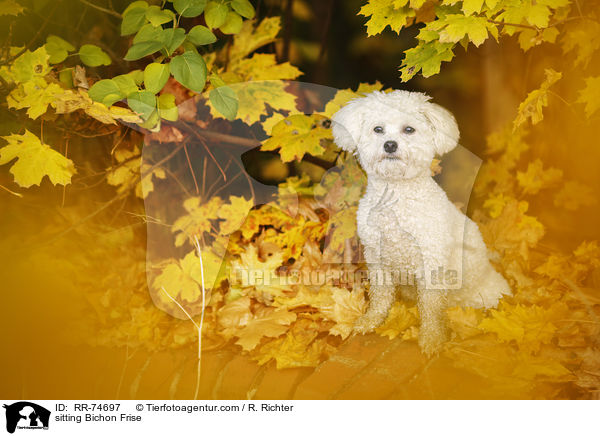 sitzender Bichon Frise / sitting Bichon Frise / RR-74697