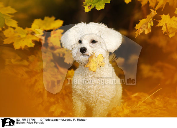 Bichon Frise Portrait / Bichon Frise Portrait / RR-74706