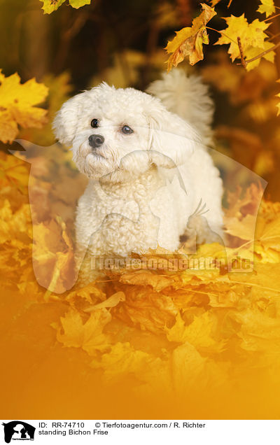 stehender Bichon Frise / standing Bichon Frise / RR-74710