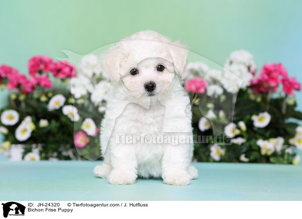 Bichon Frise Welpe / Bichon Frise Puppy / JH-24320