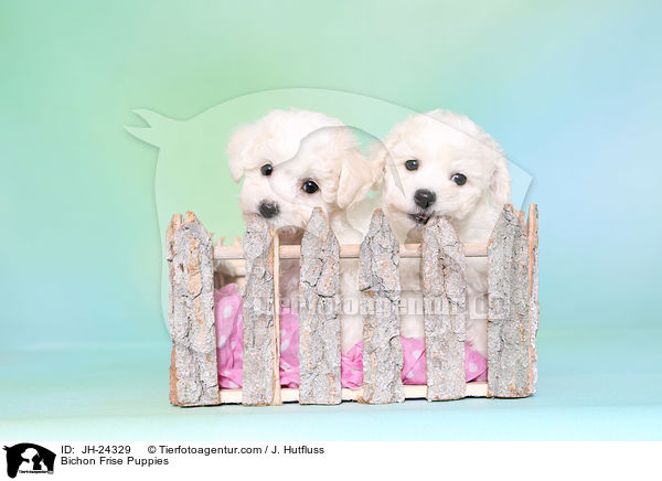 Bichon Frise Welpen / Bichon Frise Puppies / JH-24329