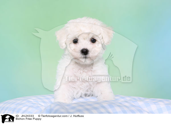 Bichon Frise Welpe / Bichon Frise Puppy / JH-24333