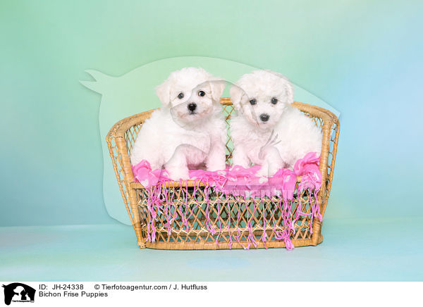 Bichon Frise Welpen / Bichon Frise Puppies / JH-24338