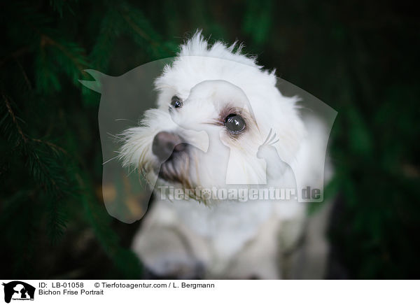 Bichon Frise Portrait / Bichon Frise Portrait / LB-01058