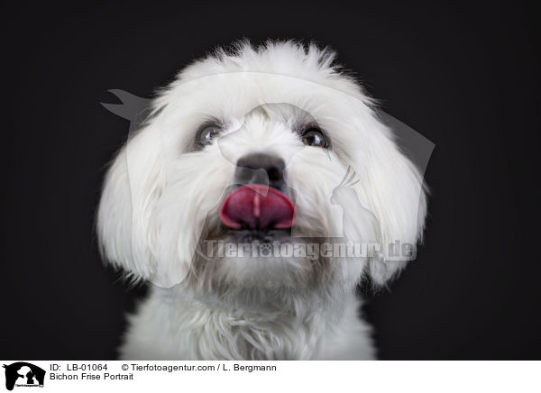 Bichon Frise Portrait / Bichon Frise Portrait / LB-01064