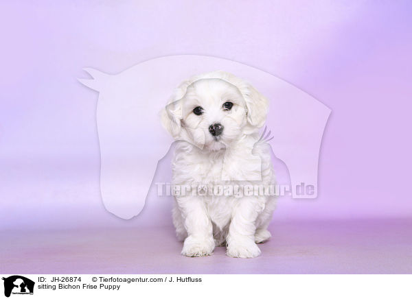 sitzender Bichon Frise Welpe / sitting Bichon Frise Puppy / JH-26874