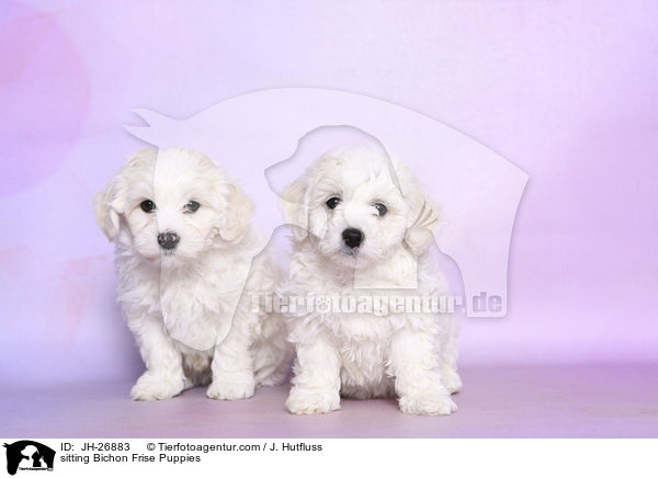 sitzende Bichon Frise Welpen / sitting Bichon Frise Puppies / JH-26883