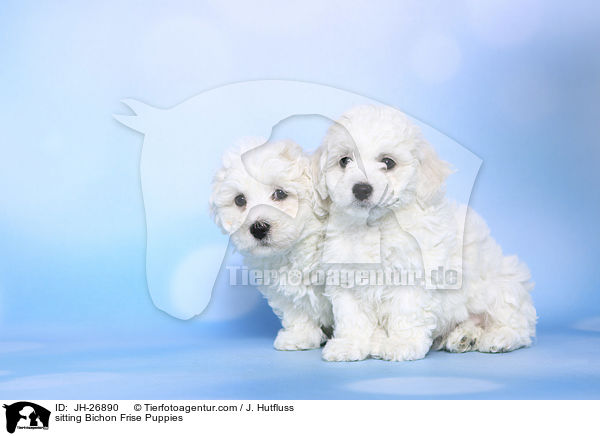 sitzende Bichon Frise Welpen / sitting Bichon Frise Puppies / JH-26890