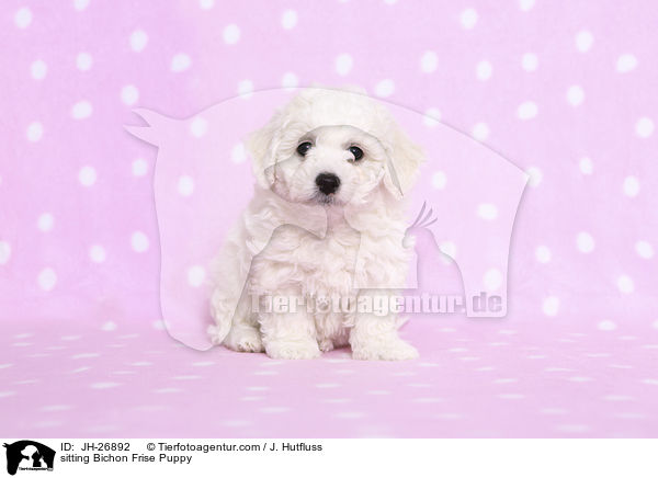 sitzender Bichon Frise Welpe / sitting Bichon Frise Puppy / JH-26892