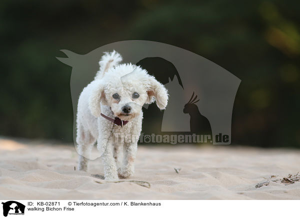 laufender Bichon Frise / walking Bichon Frise / KB-02871