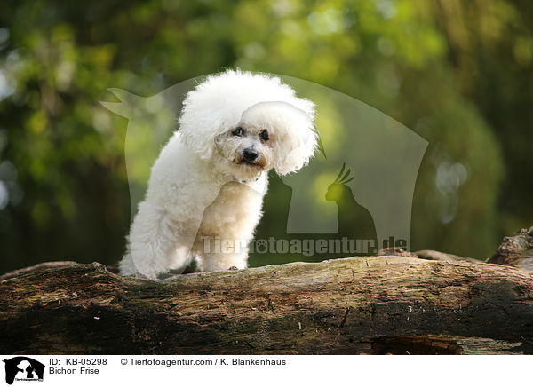 Bichon Frise / Bichon Frise / KB-05298