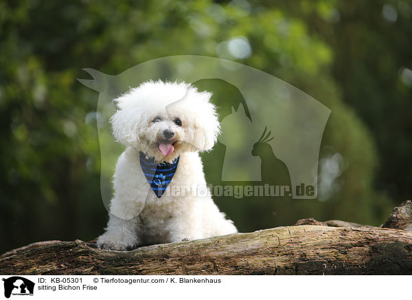 sitzender Bichon Frise / sitting Bichon Frise / KB-05301