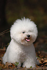 Bichon Frise