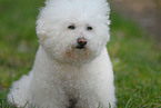 Bichon Frise