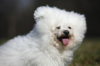 Bichon Frise Portrait