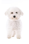 young Bichon Frise