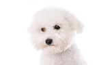 young Bichon Frise