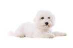 young Bichon Frise