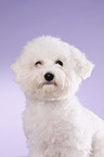 young Bichon Frise