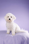 young Bichon Frise