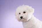 young Bichon Frise