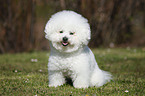 sitting Bichon Frise