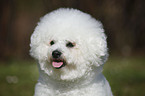 Bichon Frise Portrait