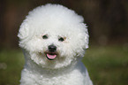 Bichon Frise Portrait