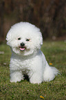 sitting Bichon Frise