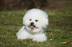 Bichon Frise