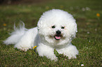 Bichon Frise