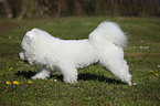 running Bichon Frise