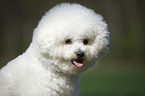 Bichon Frise Portrait