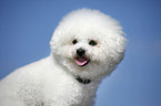 Bichon Frise Portrait