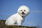 sitting Bichon Frise